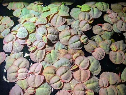 Red Root Floater, (Phyllanthus Fluitans) Live Aquarium Plants.