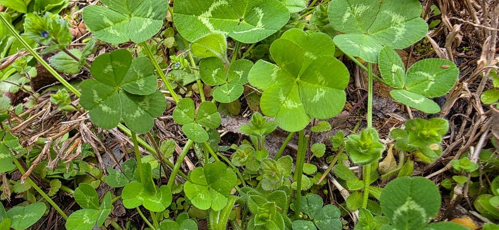 Rare Real 4 Leaf Clover 🍀 Hand Picked