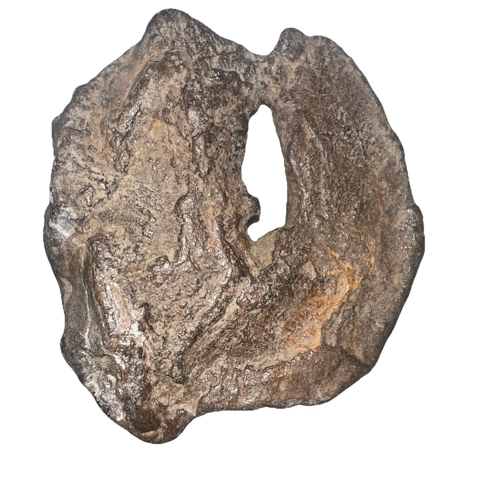 Natural hag stone 8.0 oz.