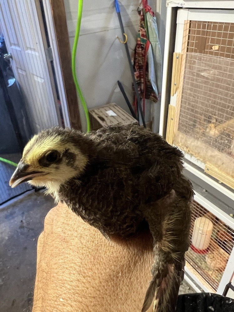 12+ Tuxedo Coturnix Hatching Eggs By Buddy’s Hatchery