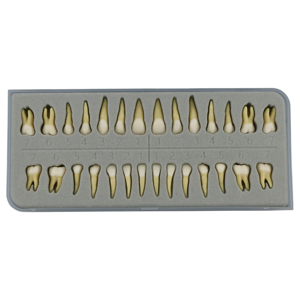 Dental Typodont Practice Model 28Pcs Removable Teeth Model Soft Gum with Cheek