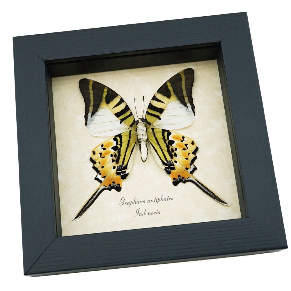 Five bar Swordtail Graphium antiphates Framed Butterfly Taxidermy Display