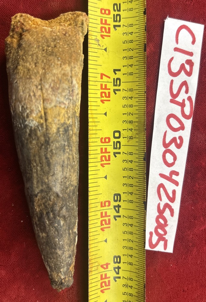 Authentic 4 1/8” Spinosaurus Tooth Fossil