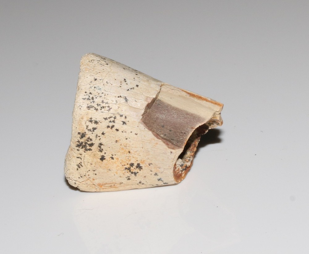 Raptor End Bone - Large & Hollow - High Quality Hell Creek Formation CRETACEOUS