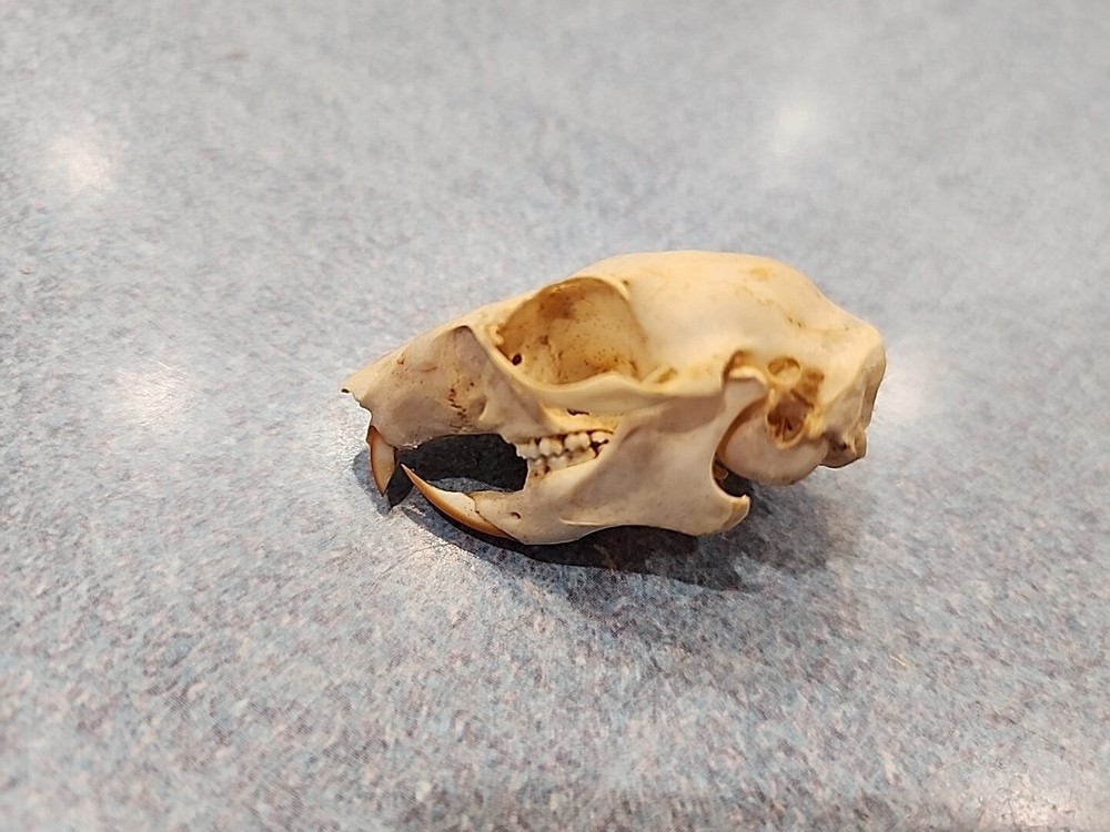 NK100 Javan Squirrel Skull Taxidermy