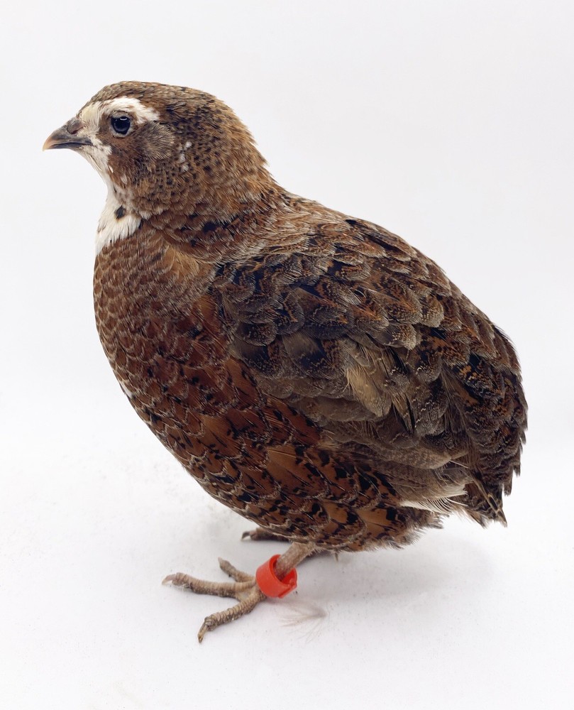 15+ Celadon Coturnix Quail Hatching Eggs - Standard Size