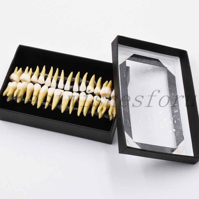 Dental Study 1:1 Permanent Demonstration Teeth Model #7008 28 Pcs/set
