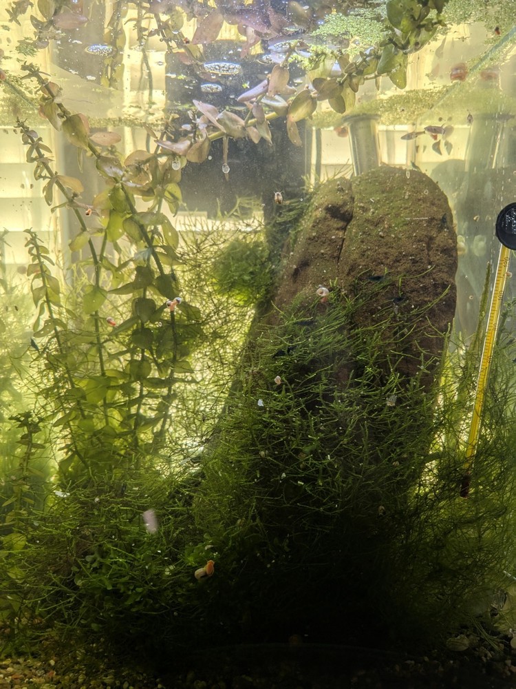 Tx Grown Java Moss 2x2 Easy Beginner Aquarium Plant Low Light Requirements