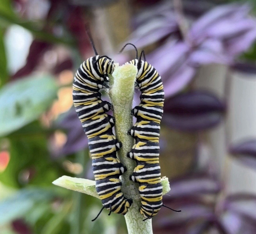 Monarch Caterpillar, Monarchs, Live Caterpillar