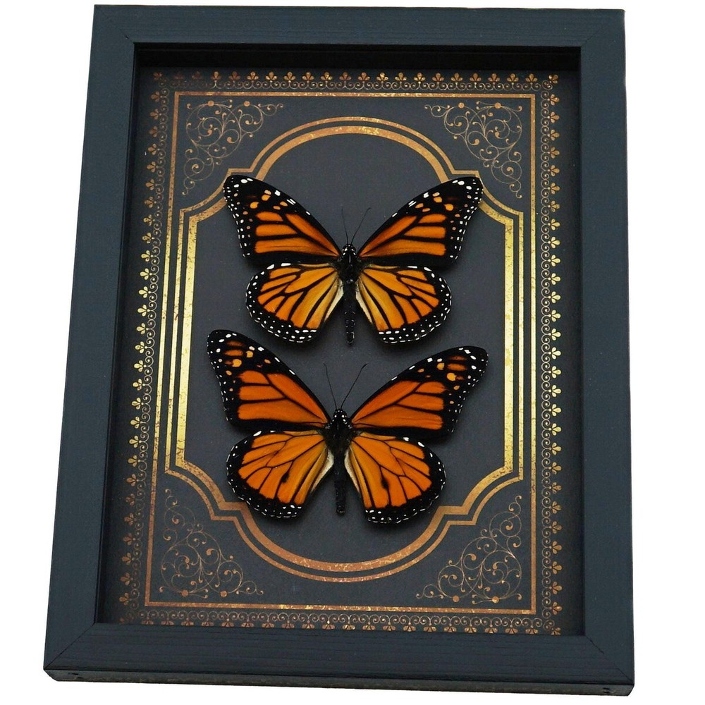 Framed Monarch Butterflies Gothic Gold Border Danaus Plexippus Pair Display