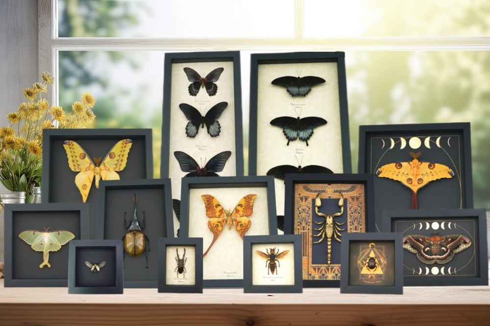 Real Mint Morpho Butterfly Morpho catenarius Framed Shadowbox
