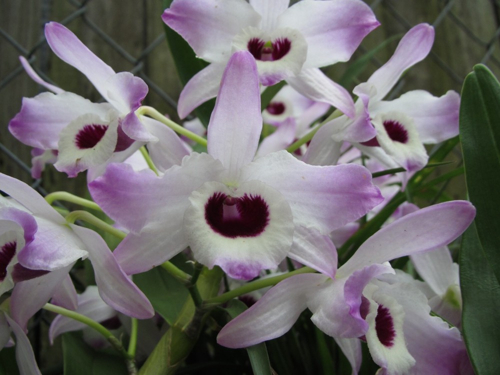 Dendrobium Nobile Orchid Keikis