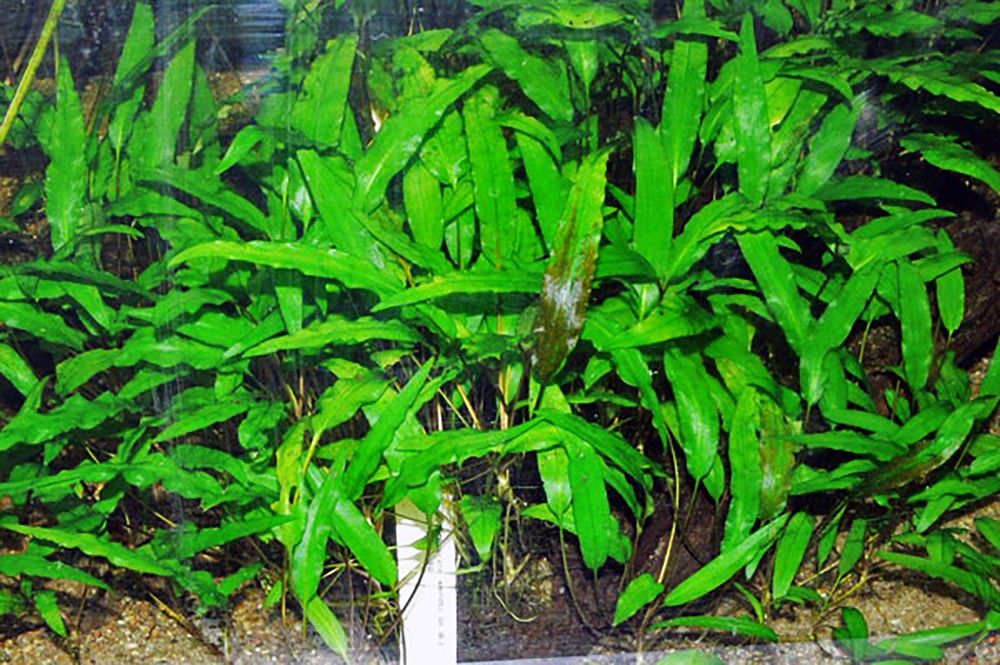 Cryptocoryne Crypt Balansae