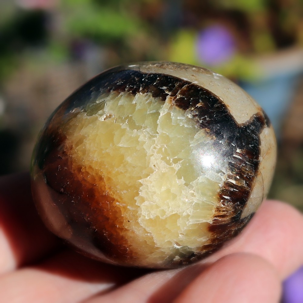 Polished Septarian Nodule (SEP21)