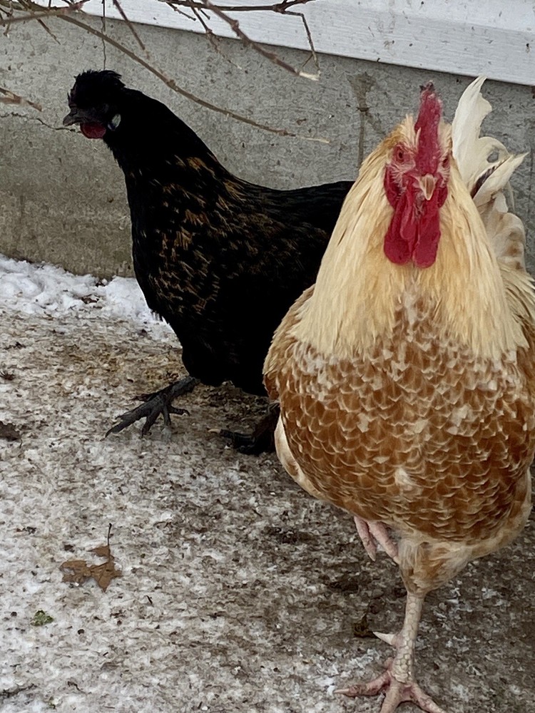 3 Fresh and Fertilized Barnyard Mix Free Range Chicken Hatching Eggs