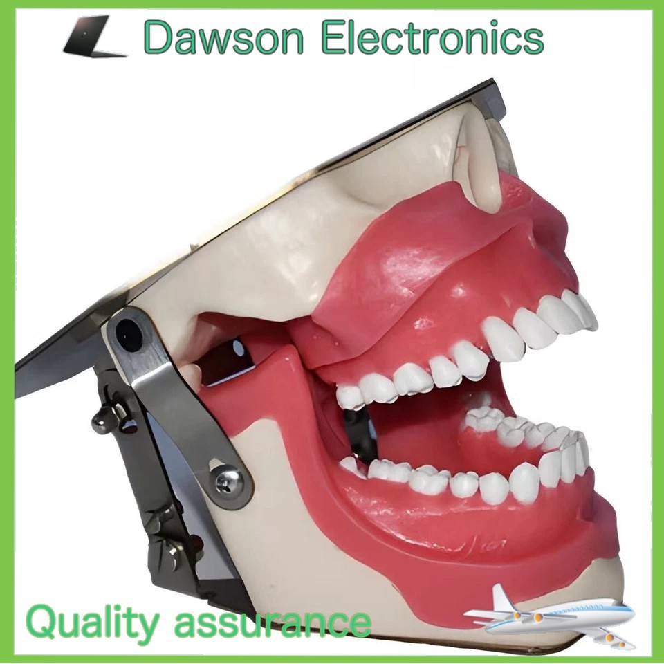 Dental Anesthesia Tooth Extraction/Removal Practice Model Dentist Training Gum