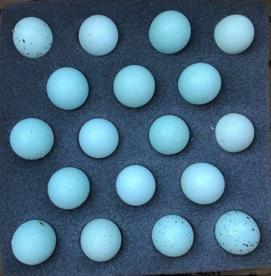 54 Celadon Blue Coturnix Quail Hatching Eggs - 100% BLUE