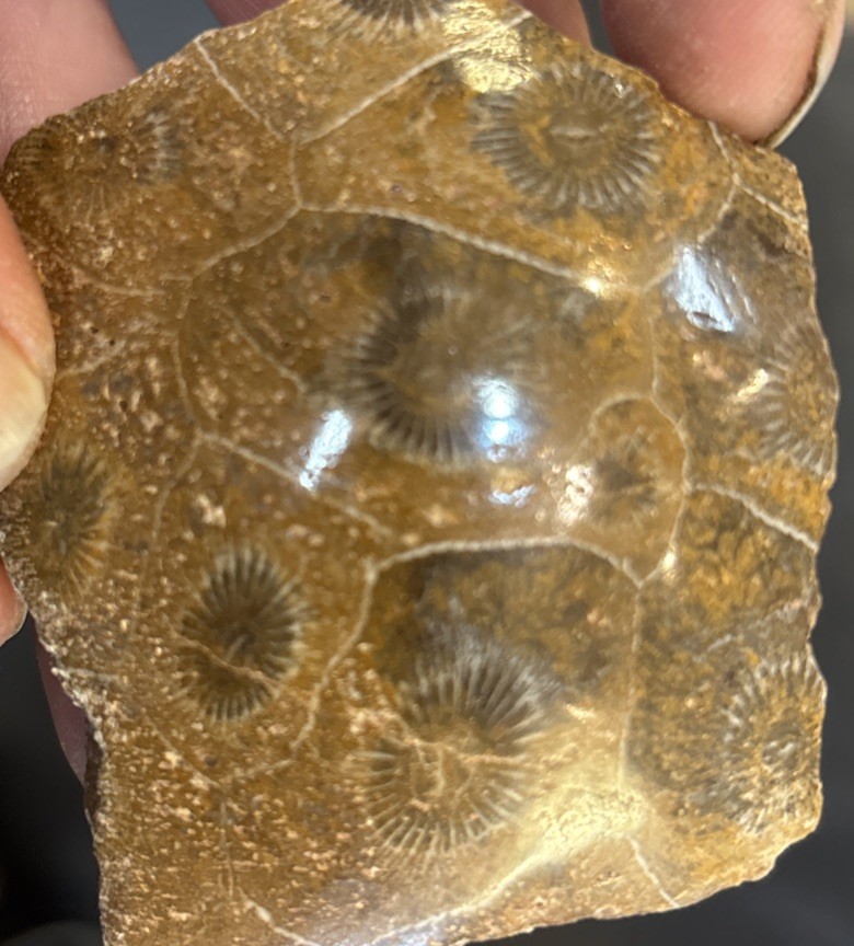 Petrified Coral End Polished