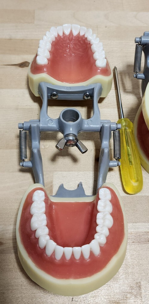 Dental Form w/ Removable Teeth Typodont Dentoforms (Qty 4)
