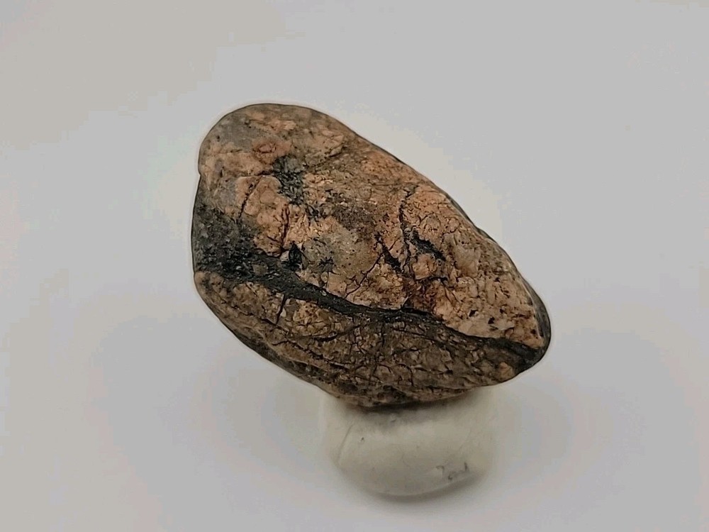 Real Permineralized Bird Egg Fossil