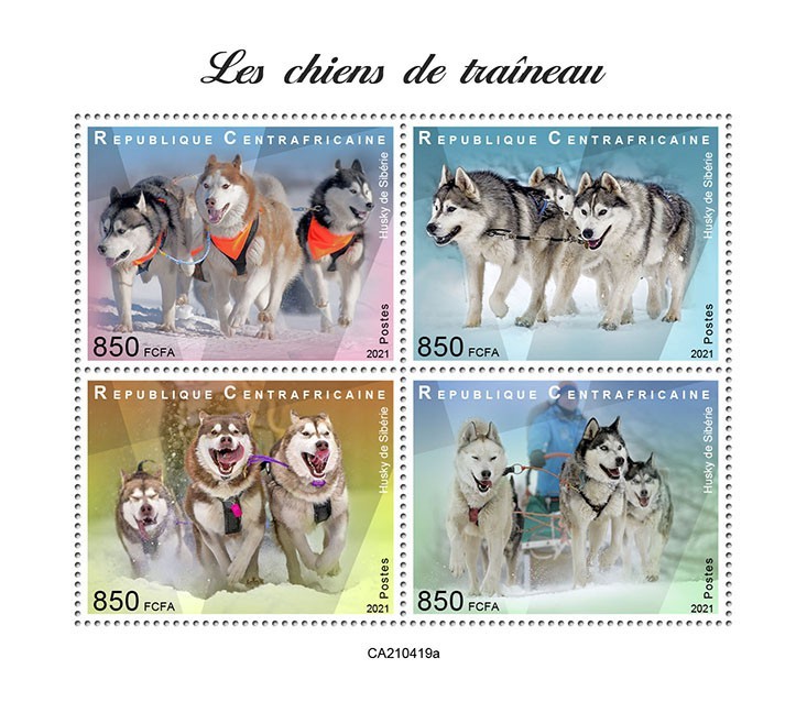 Sledge dogs