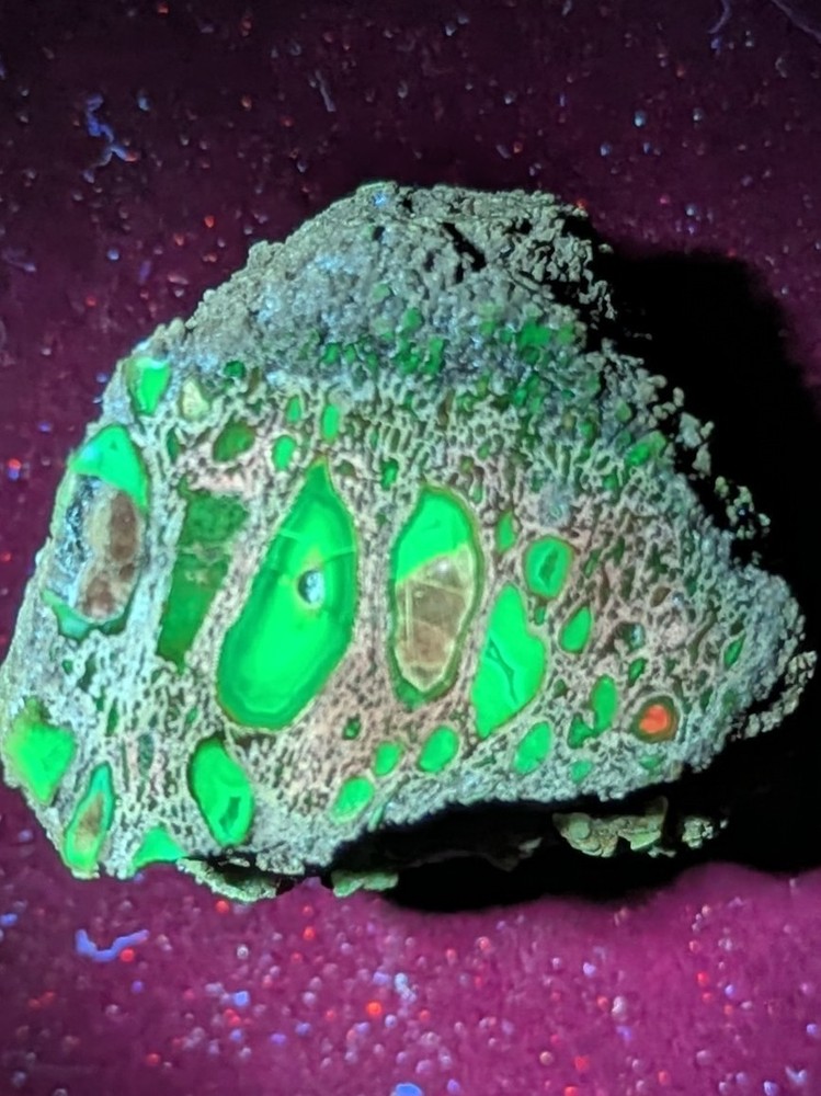 UV -Dinosaur Bone From * Polished * 2.3 oz.