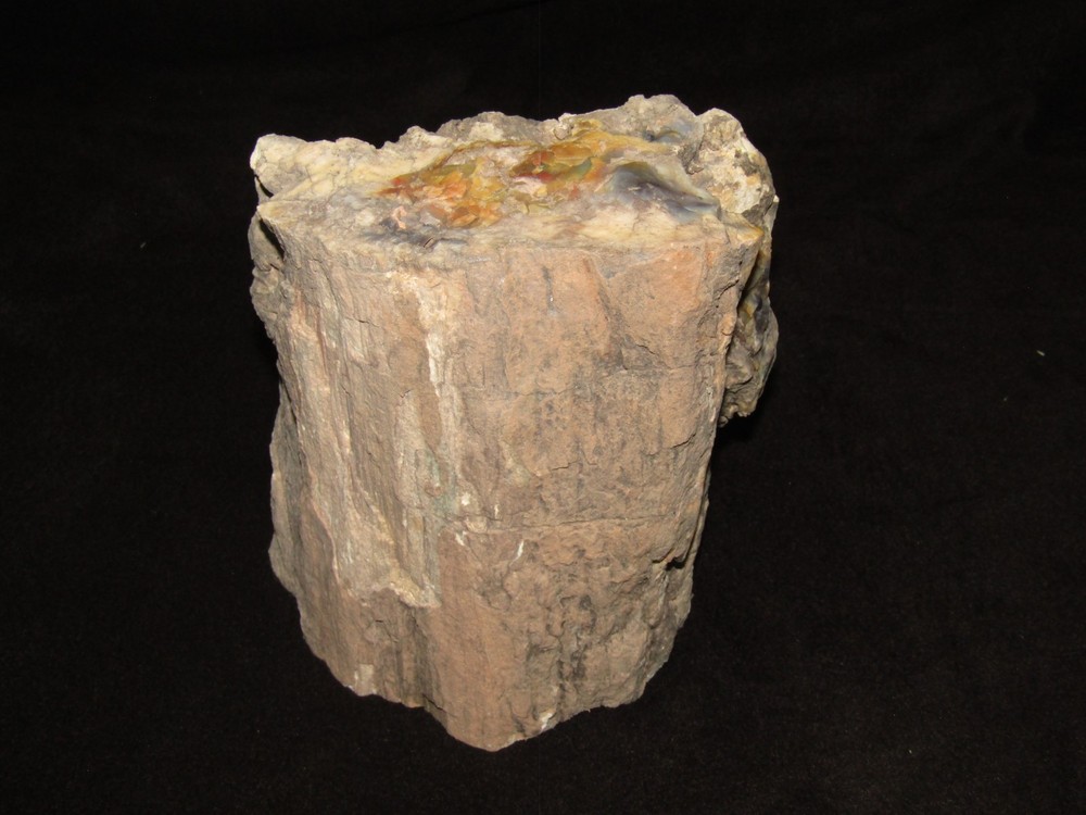 North Eastern Arizona petrified wood