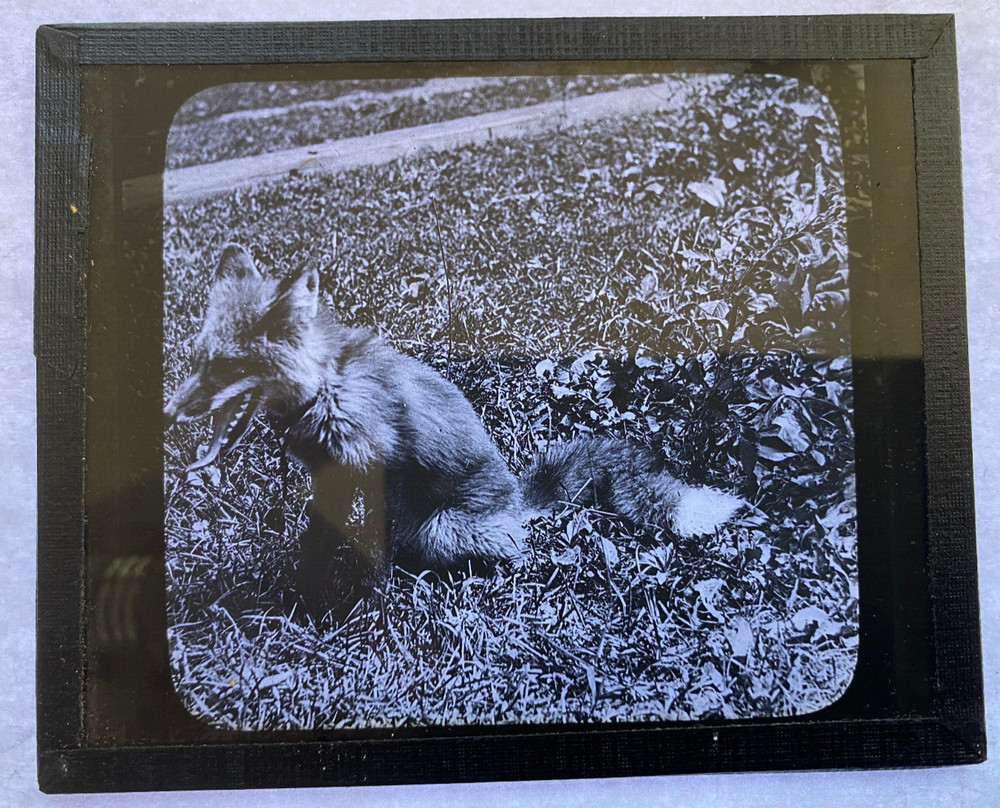 KEYSTONE MAGIC LANTERN SLIDE 74 REYNARD THE FOX 1920s