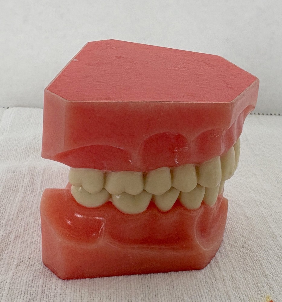 Vintage Dental Model for Teaching or Demonstration