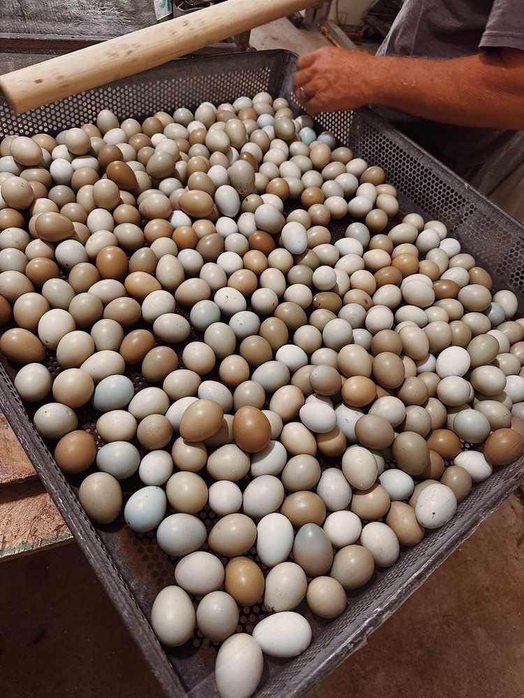 Fertile Eggs Ringneck Pheasant