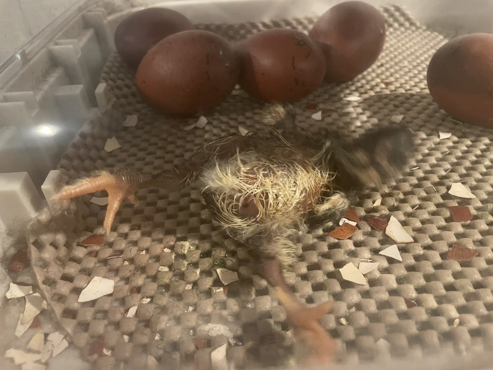 1 Dozen Black Copper Marans Hatching Eggs!