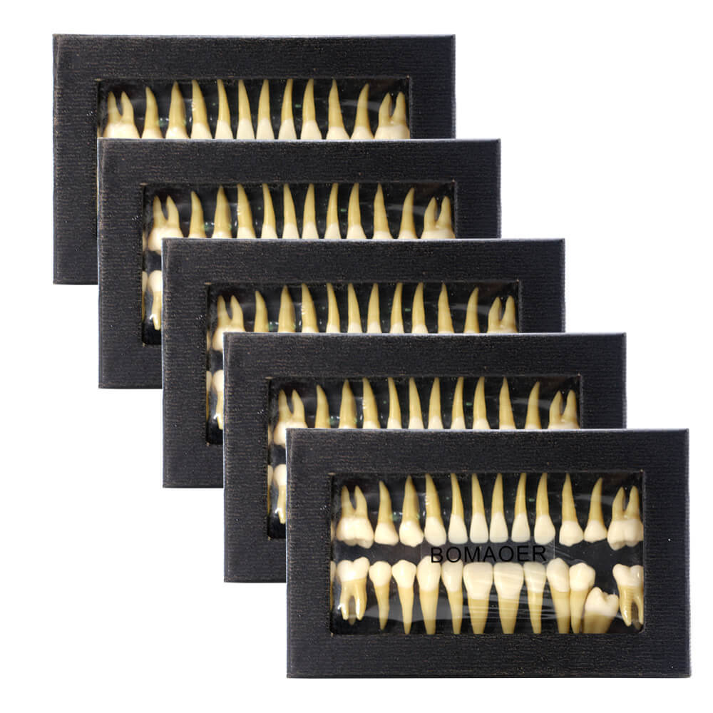 1:1 Dental Demonstration Model with 28 Permanent Teeth for Study Practice #7008