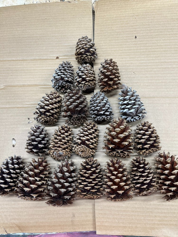 20 Loblolly Pine Cones 2.5" - 3.5" Tall For Crafts & Projects    NC Loblolly