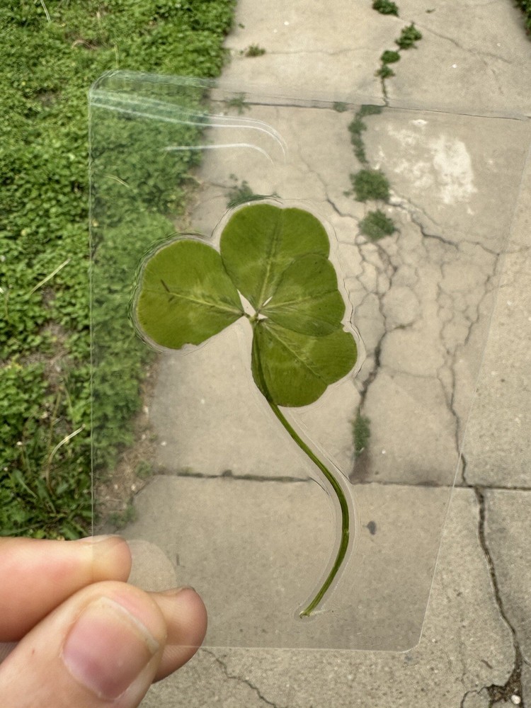 Genuine Real Laminated Four Leaf Clover 🍀