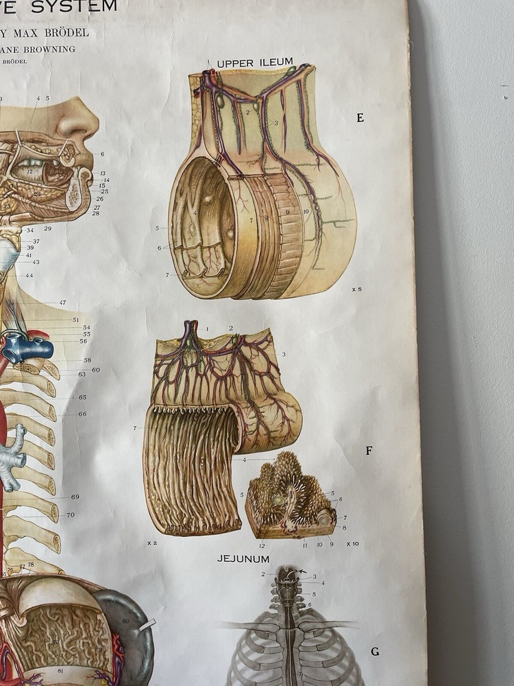 Vintage Frohse American Anatomical Pull Down Wall Chart Digestive System
