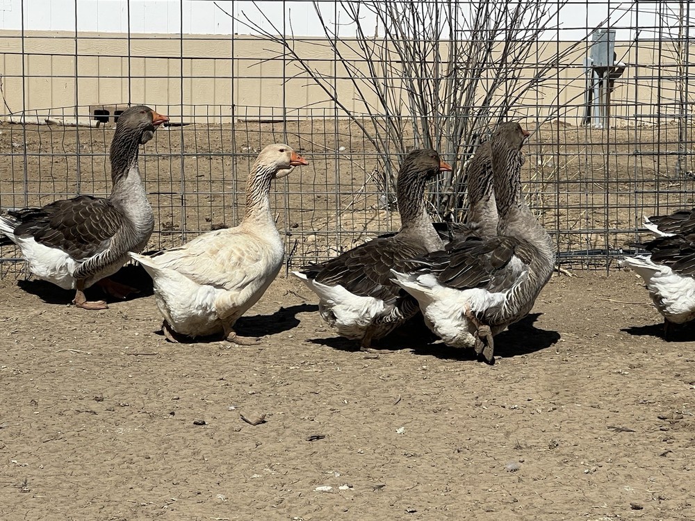 Jumbo Dewlap Toulouse Hatching Eggs