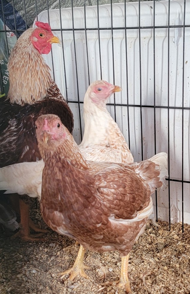 6+ Dark&Light Cornish &Splash Cornish Btm Hatching Eggs