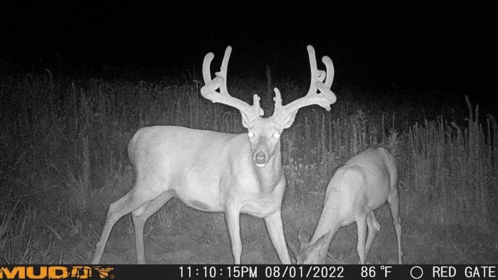 Muddy Morph Verizon Cellular Trail Camera 26MP