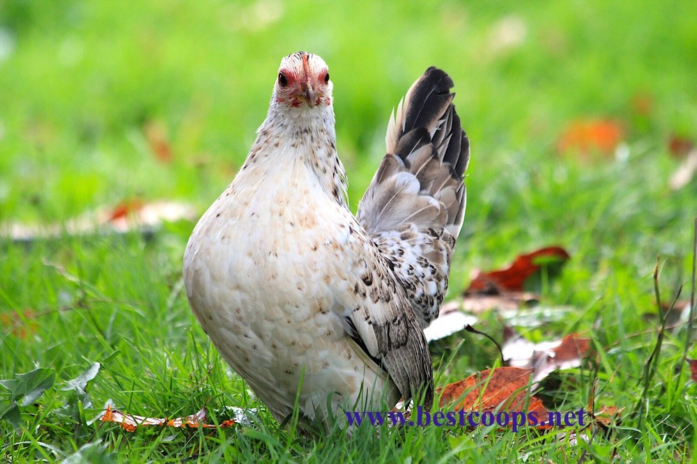 6+ Fertile Show Quality Serama Hatching Eggs