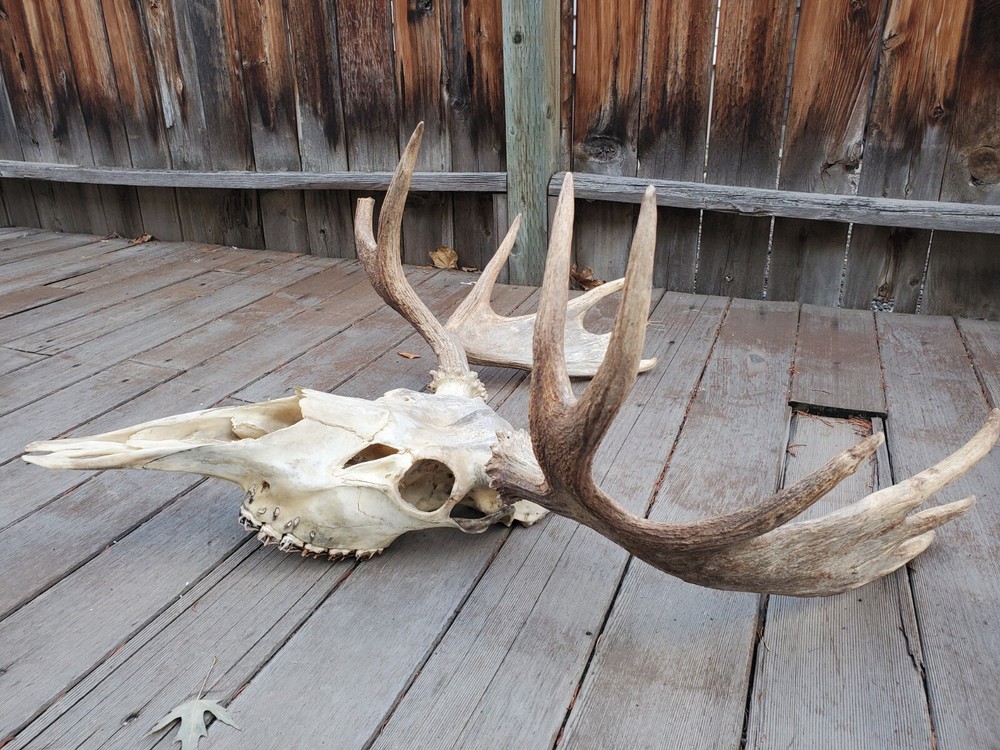 Shiras Moose European Mount