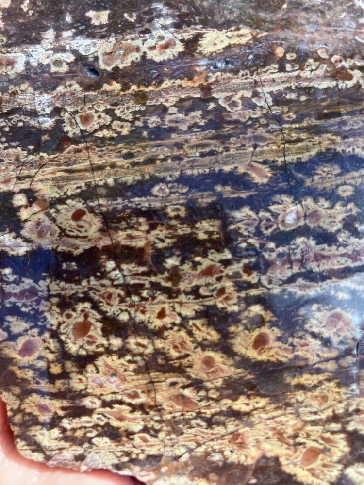 Birds Eye Rhyolite Slab