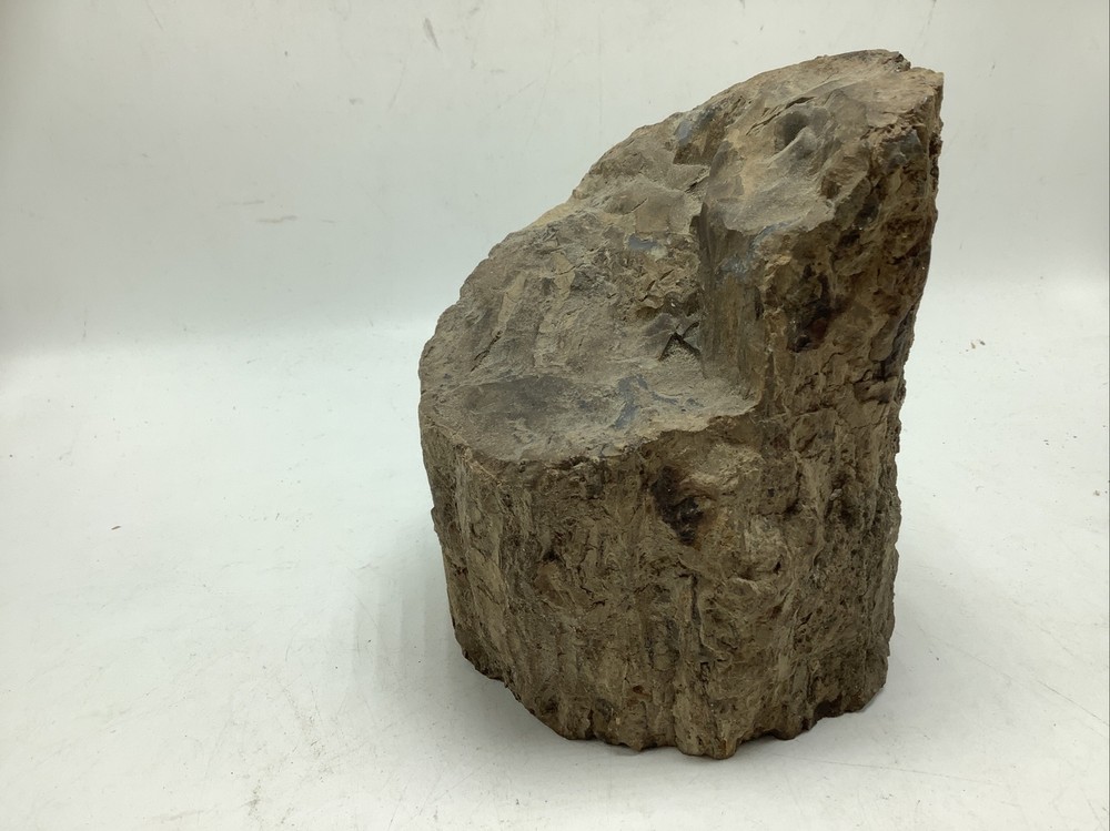 Petrified Wood 5Lbs 14oz