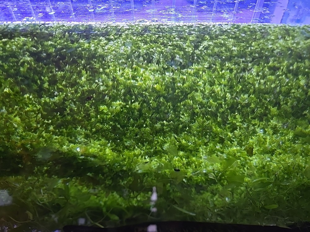 live duckweed