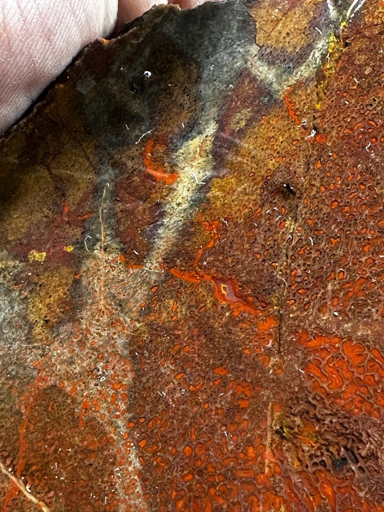 Dinosaur bone rough **hxtled large slab.