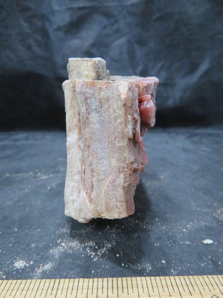 Petrified Wood 1 lbs & 15 ozs