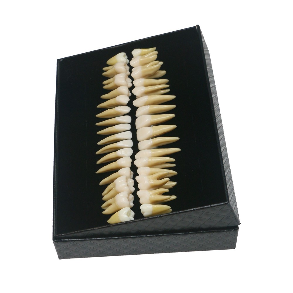 Dental 1:1 Permanent 32Pcs Teeth Demonstration Teach Study Model Teeth M7022