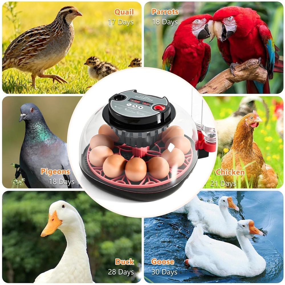 Incubators for Hatching Eggs - 12 Egg Capacity, Egg Incubator with Automatic ...