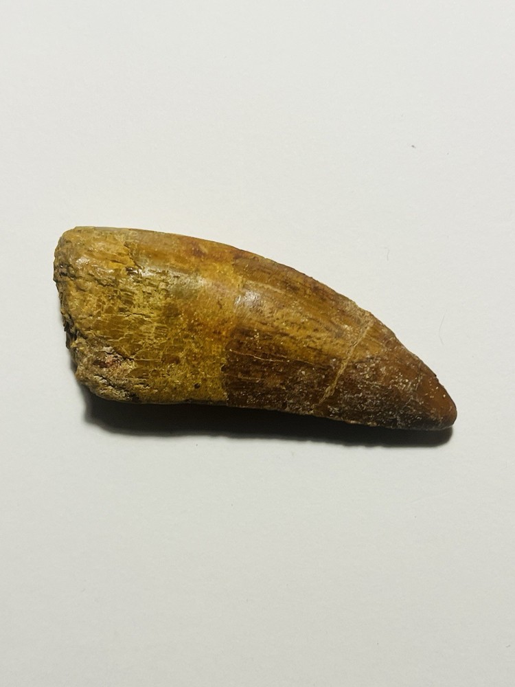 Carcharodontosaurus Tooth Fossil