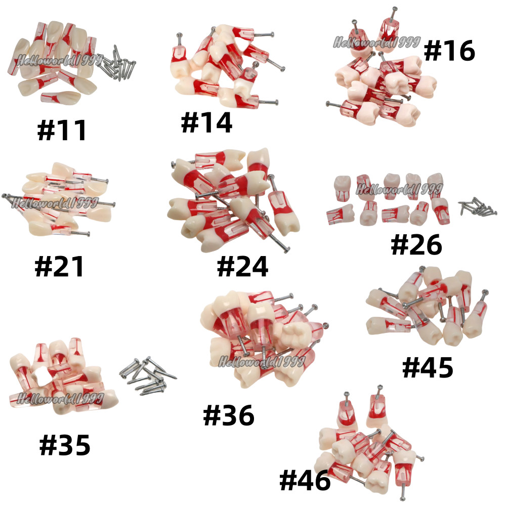 10Pcs Dental Endo Root Canal Teeth Model Study RCT Practice Typodont Model #8006