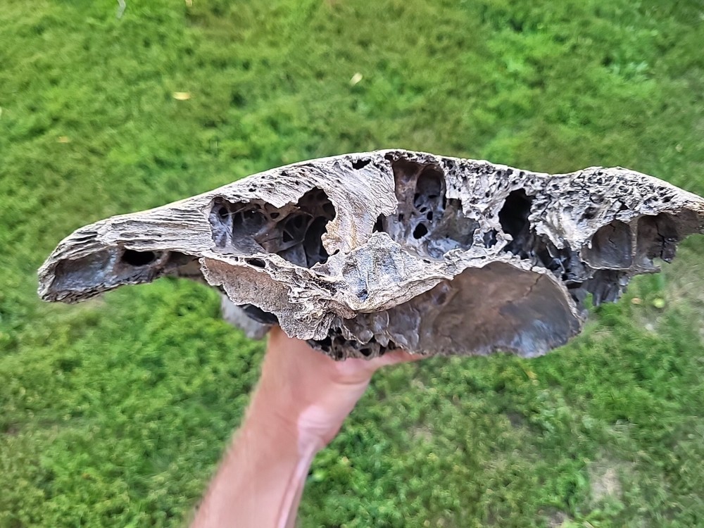 Historic Large Bison Horn Core Partial Skull river find